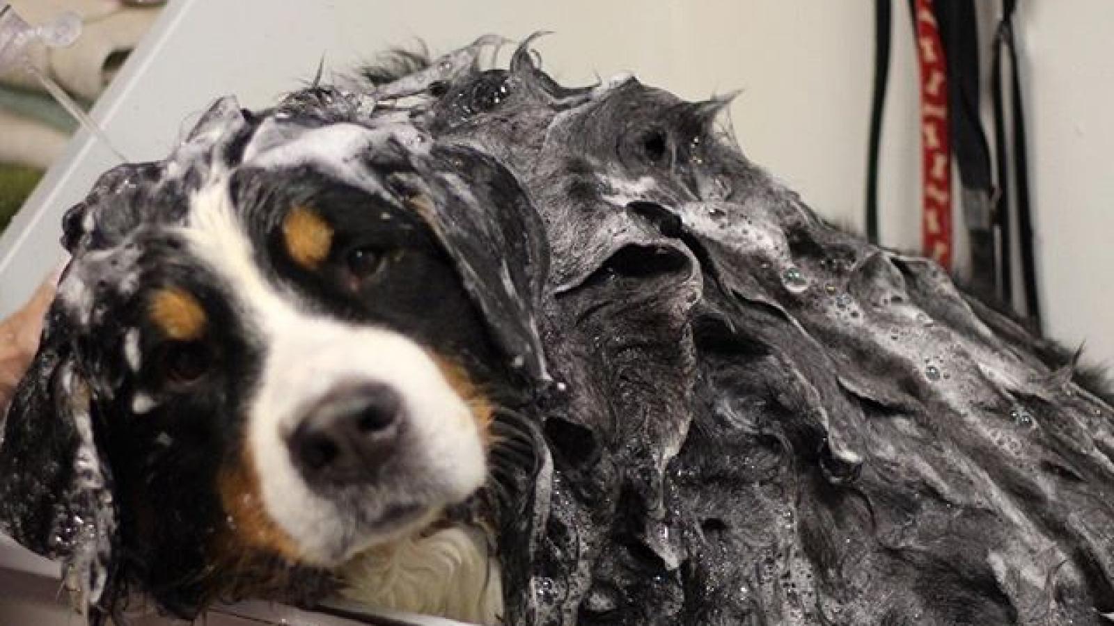 Bathing services available