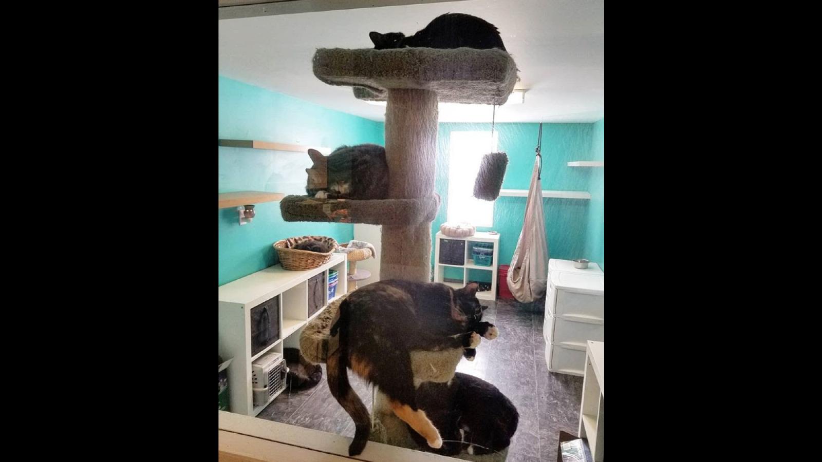 Our cage-free cattery