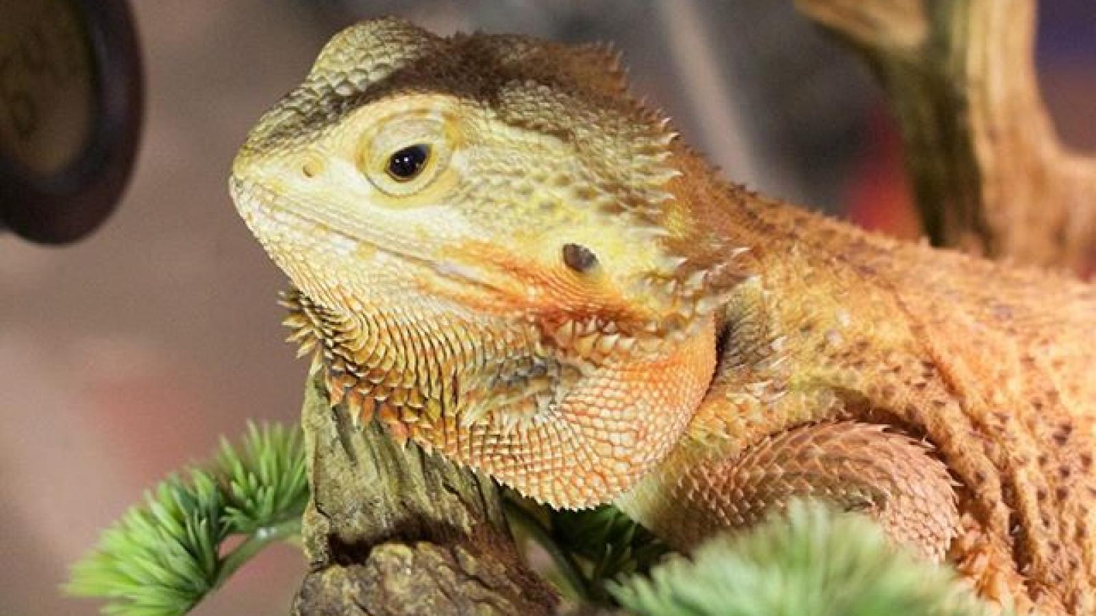 Exotic pets and birds welcome