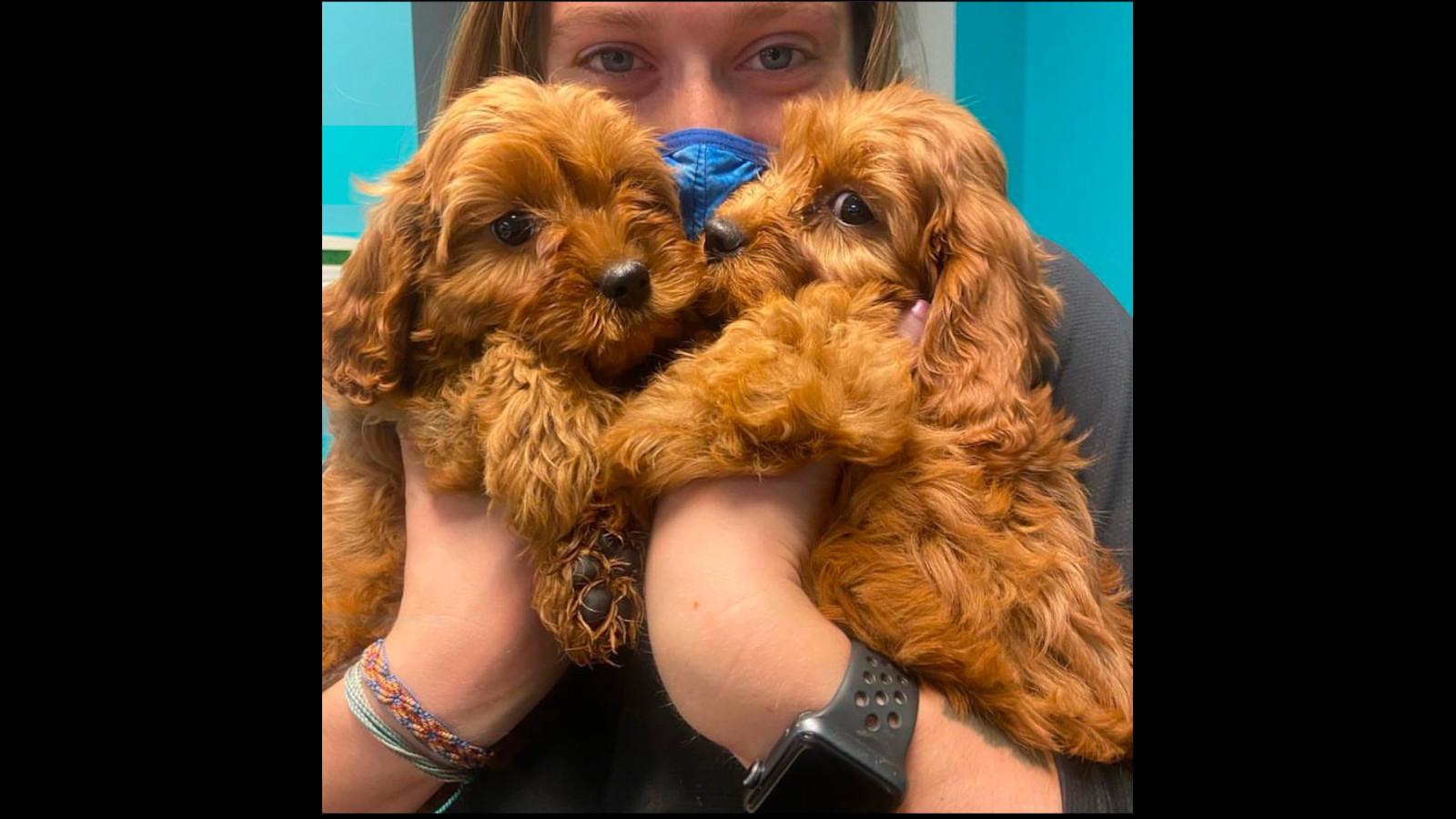 Puppy cuddles included